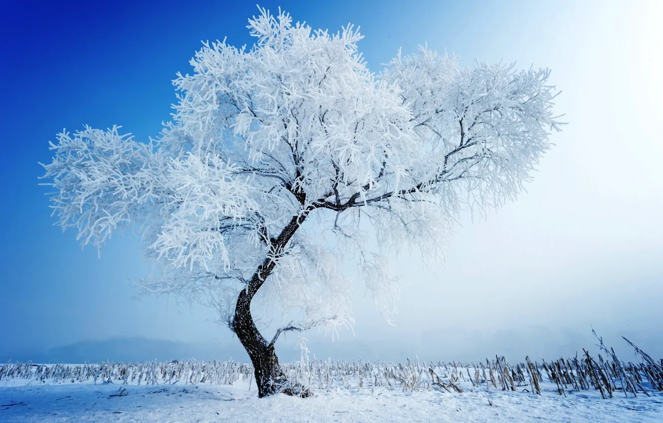 Photo wallpaper winter, field, snow, tree