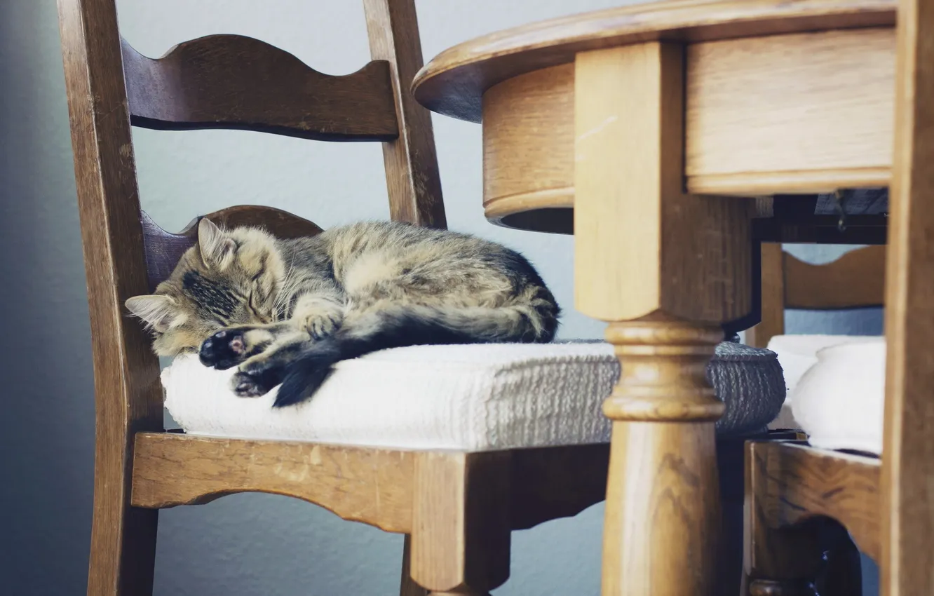 Photo wallpaper cat, comfort, home, chair