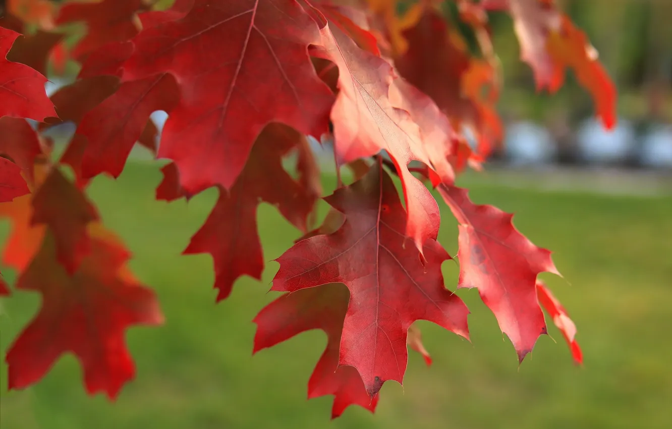Photo wallpaper autumn, leaves, nature