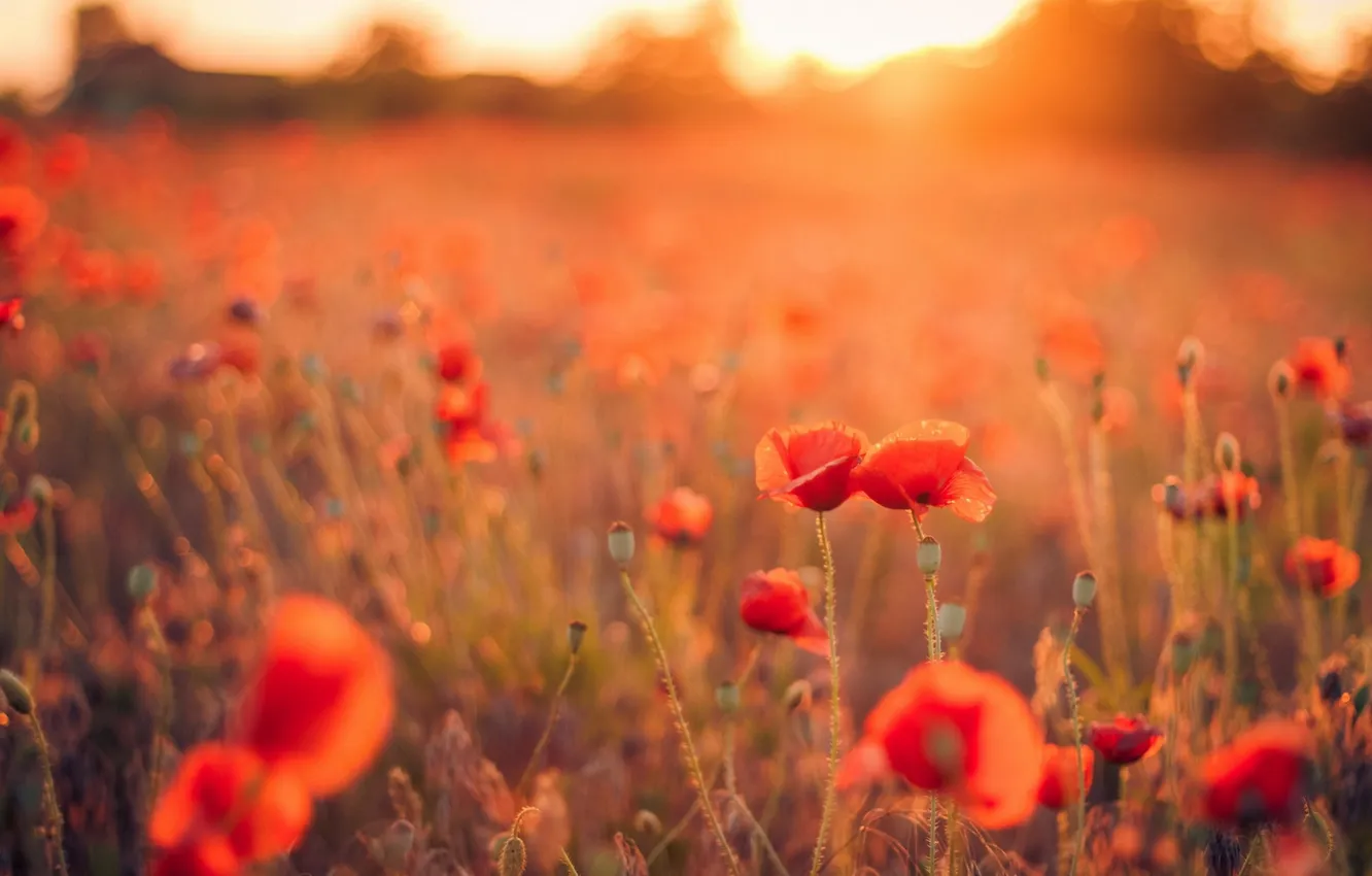 Photo wallpaper nature, background, color, Maki