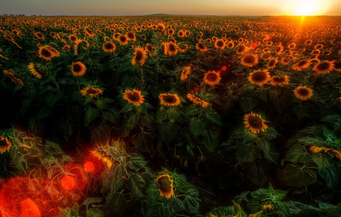 Photo wallpaper the sun, sunflowers, nature