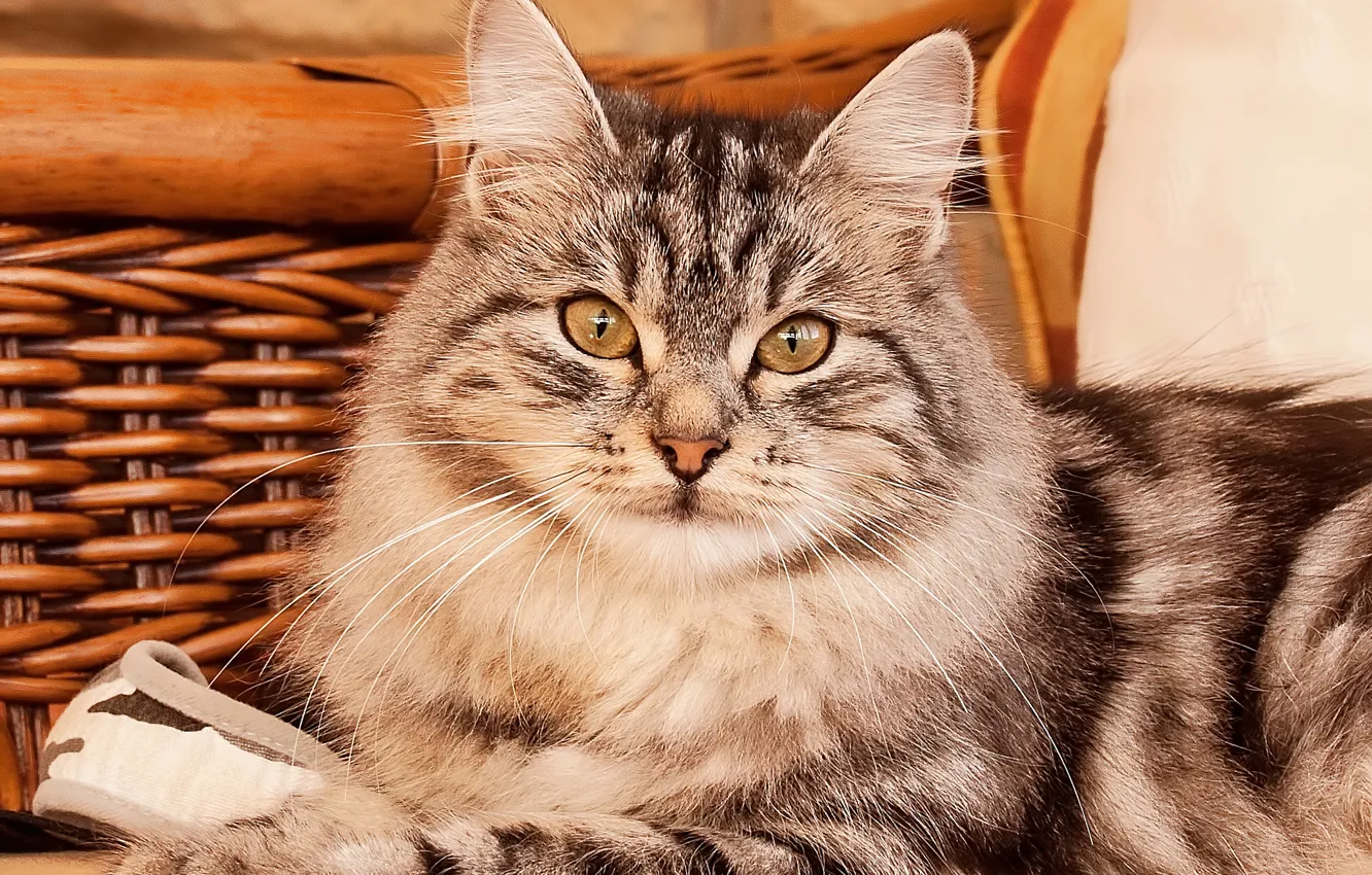 Photo wallpaper cat, lies, grey, striped