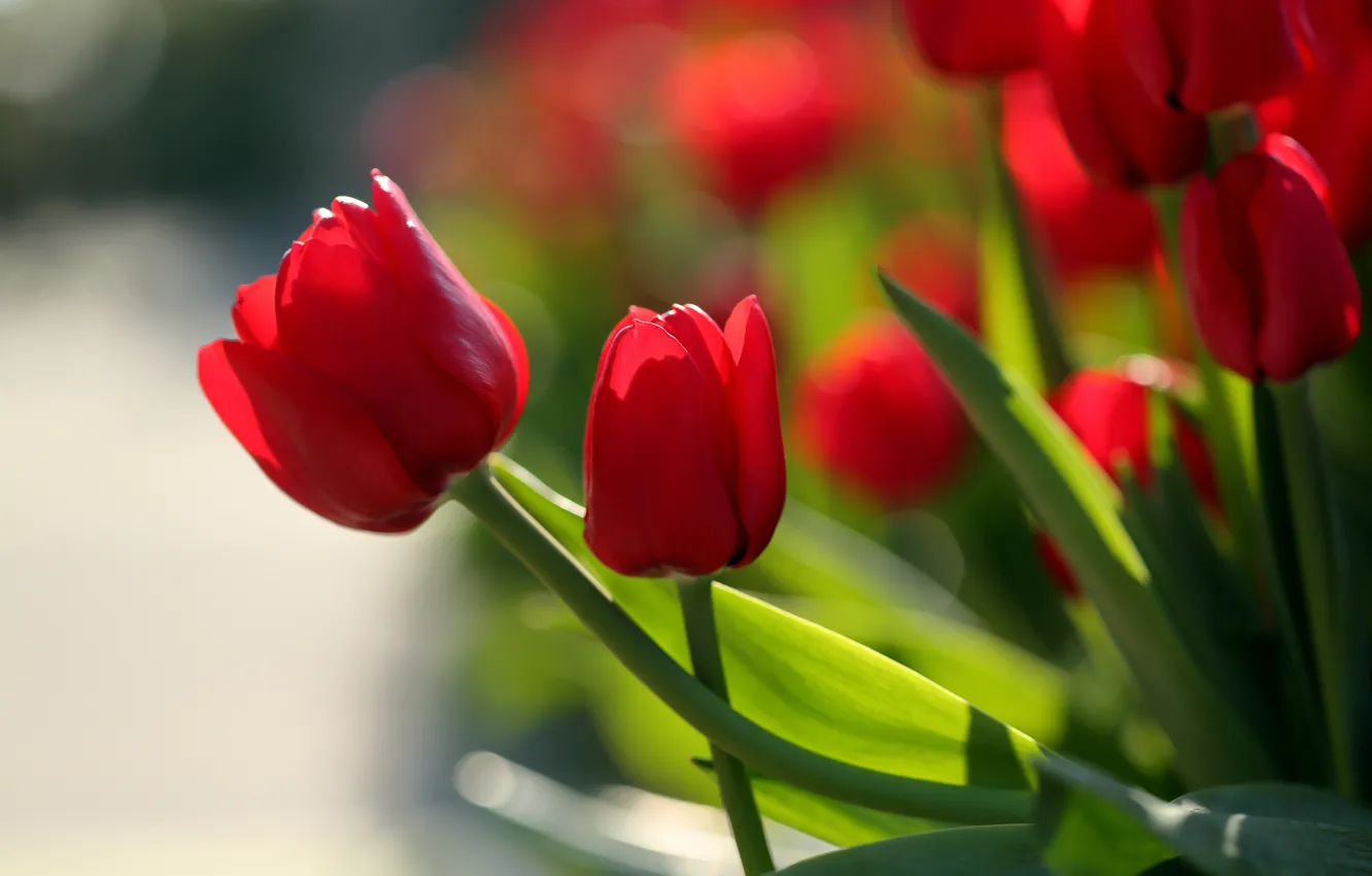 Photo wallpaper tulips, buds, red tulips