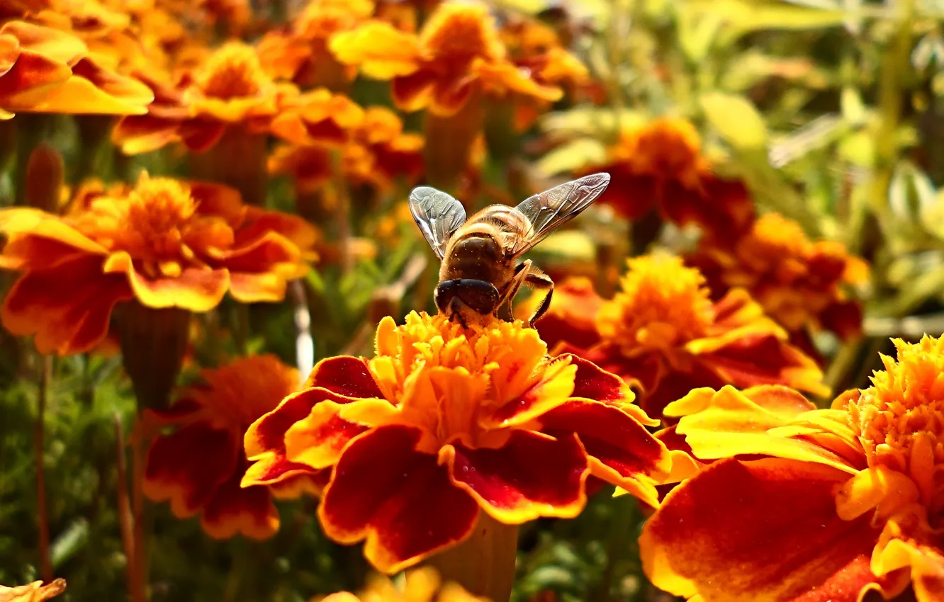 Photo wallpaper flower, summer, flowers, nectar, bee, bokeh, bee, wallpaper.