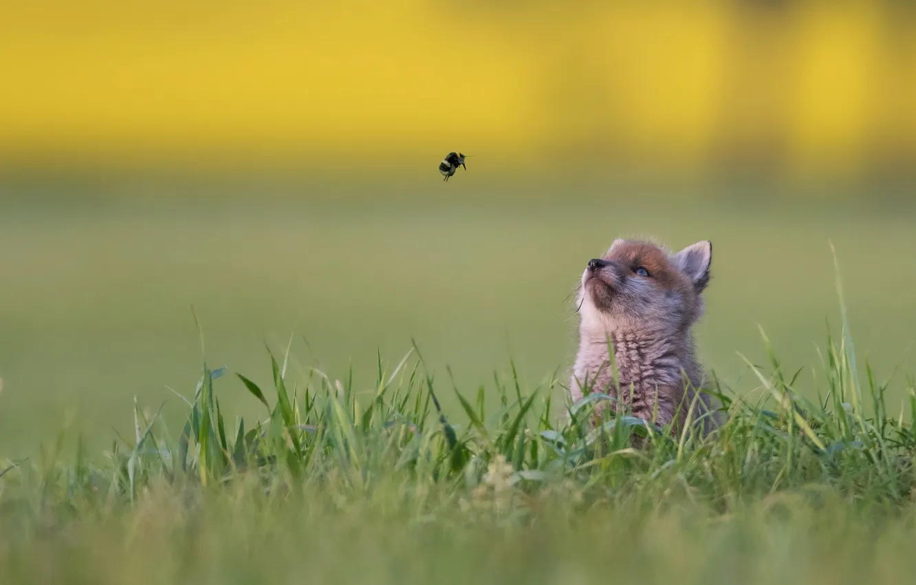 Photo wallpaper grass, background, baby, bumblebee, bokeh, Fox, familiarity