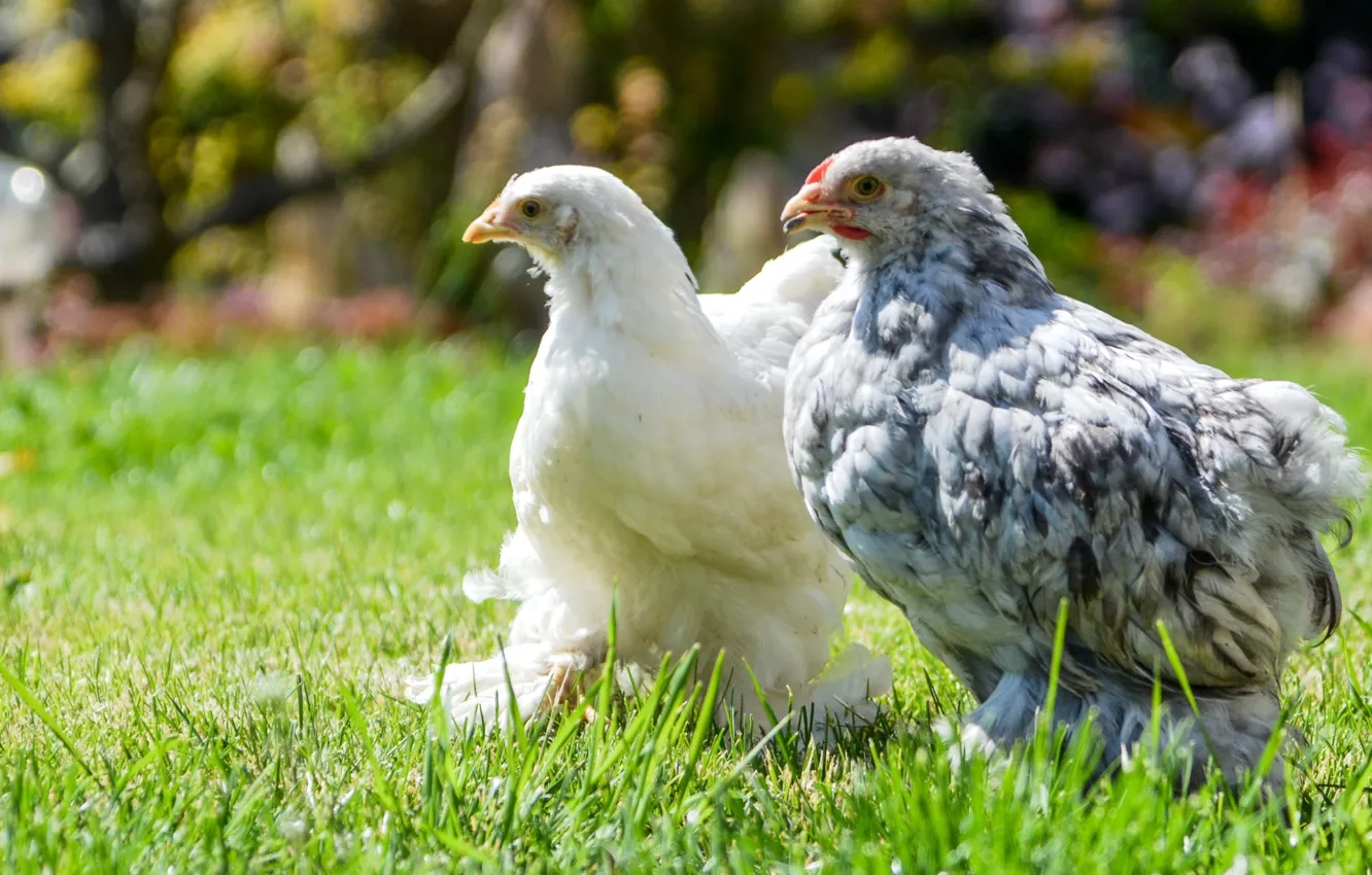 Photo wallpaper meadow, weed, chicken, chickens