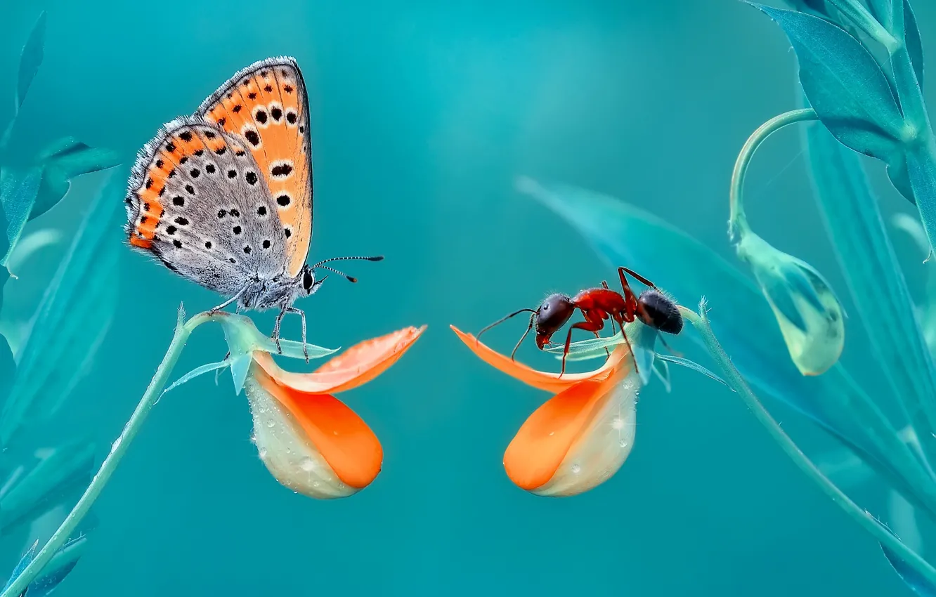 Photo wallpaper macro, flowers, butterfly, ants, insect