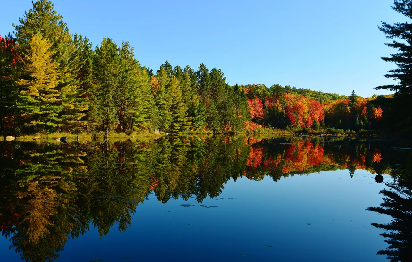 Photo wallpaper autumn, forest, the sky, trees, lake