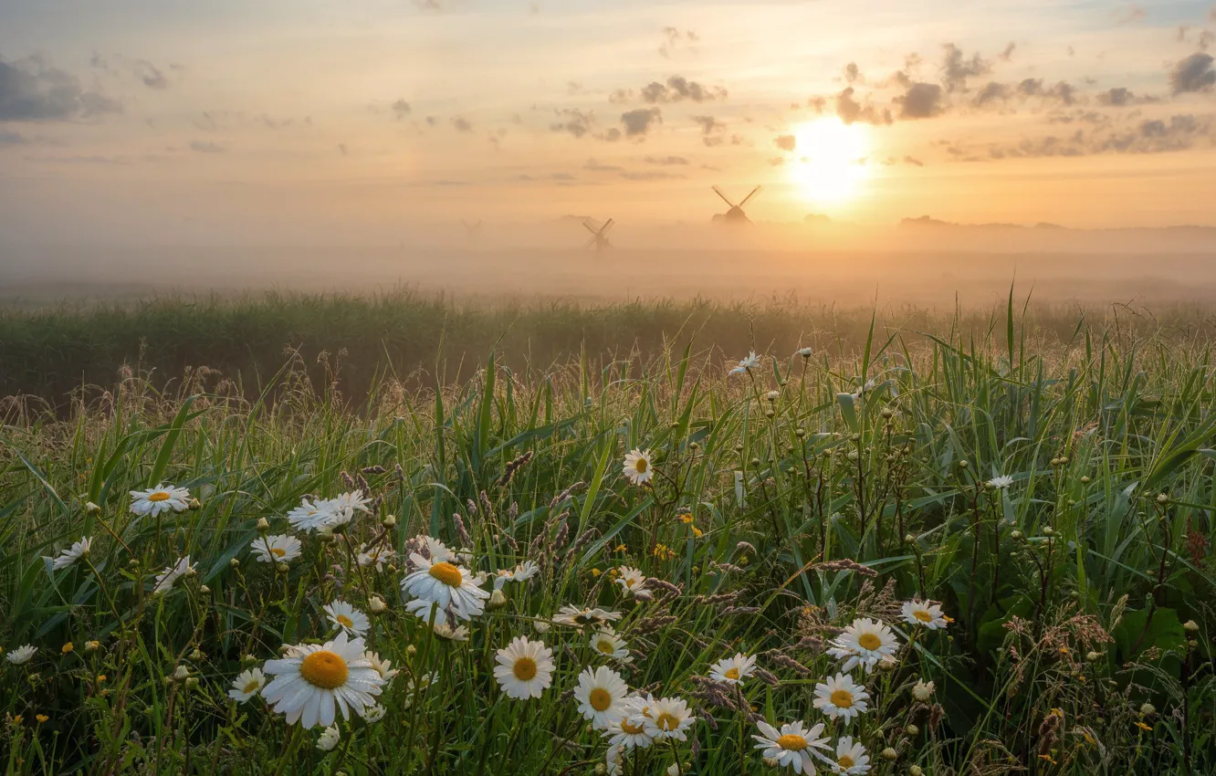 Photo wallpaper grass, flowers, fog, sunrise, dawn, chamomile, morning, meadow