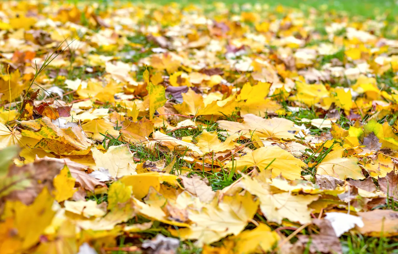 Photo wallpaper autumn, grass, leaves, colorful, maple, yellow, autumn, leaves