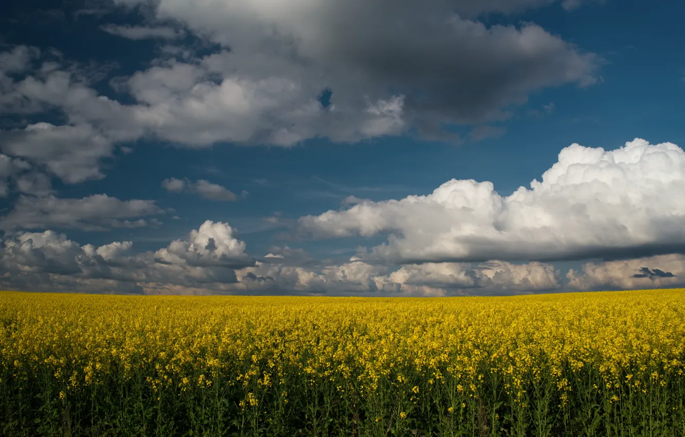 Photo wallpaper field, the sky, clouds, yellow, nature