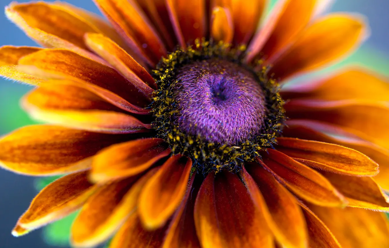 Photo wallpaper macro, flowers, petals, stamens, rudbeckia, Echinacea