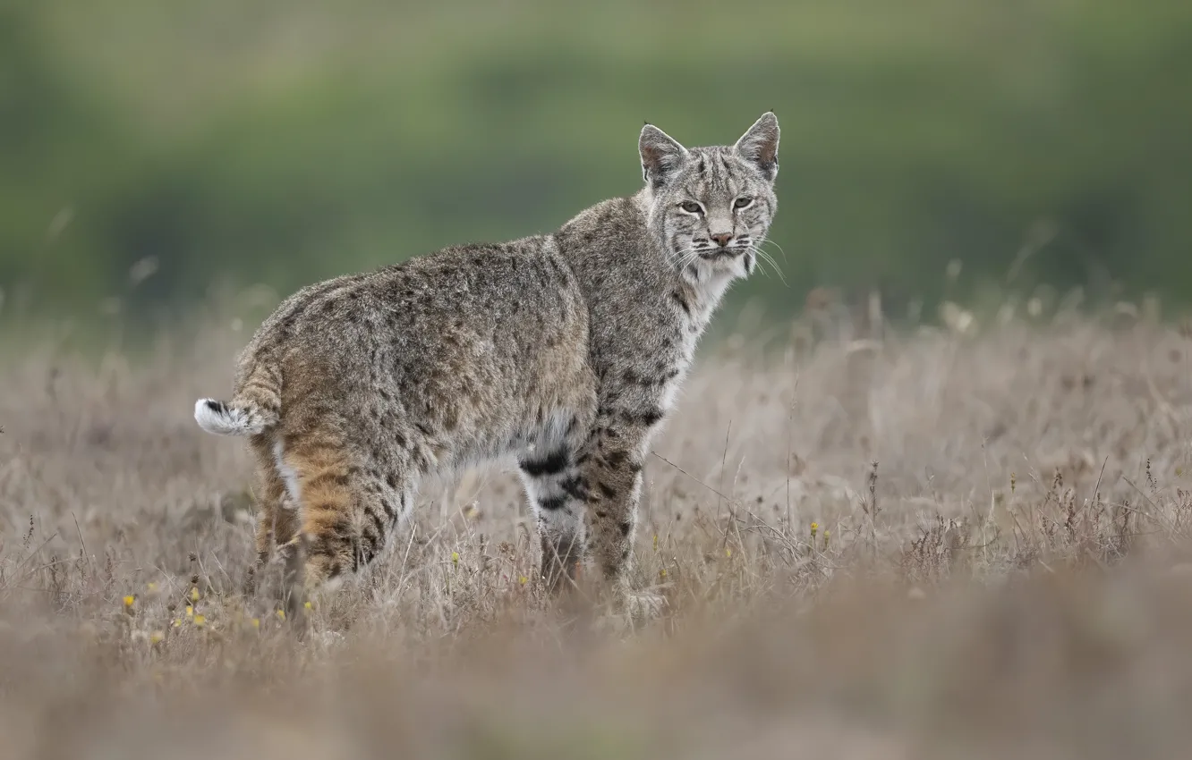 Photo wallpaper field, grass, look, lynx