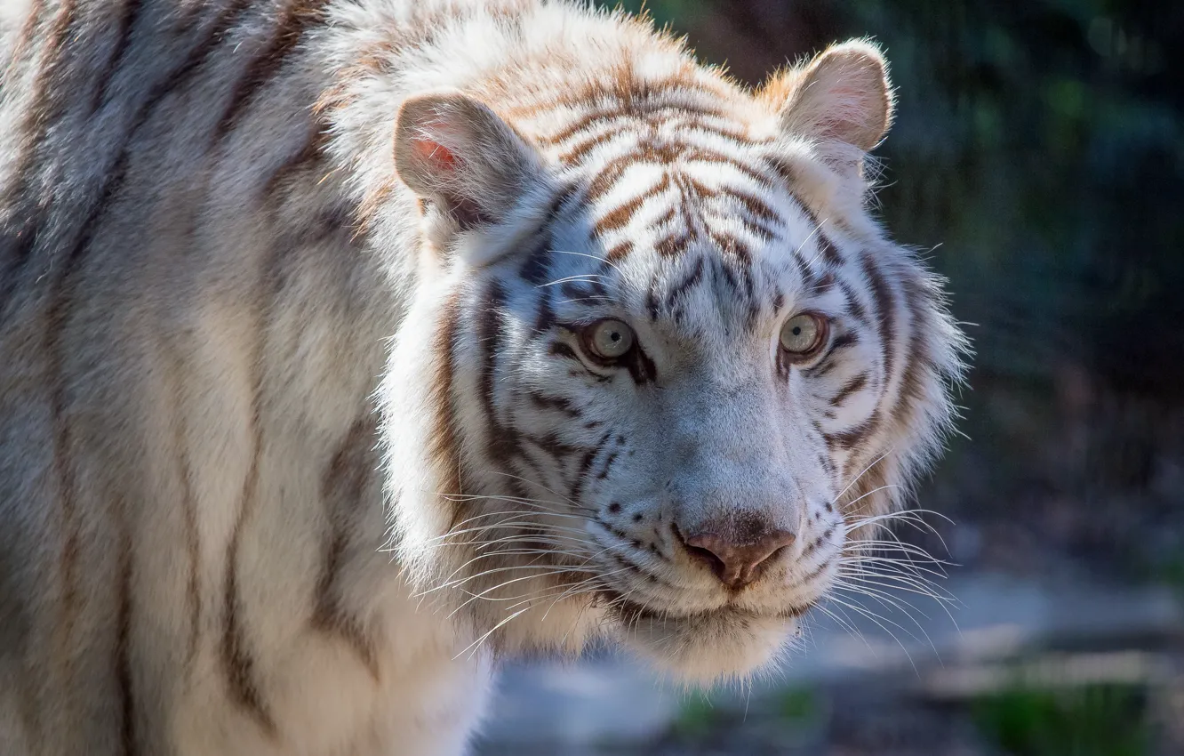 Photo wallpaper cat, white, face, tiger