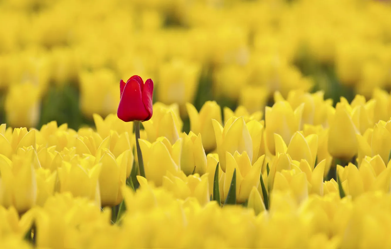 Photo wallpaper red, tulips, yellow