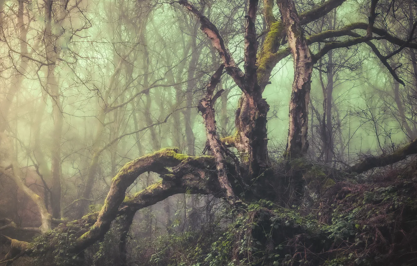 Photo wallpaper forest, trees, branches, nature, fog, morning, slope, haze