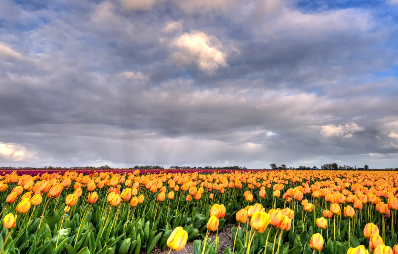 Photo wallpaper greens, field, the sky, clouds, yellow, nature, perspective, beauty