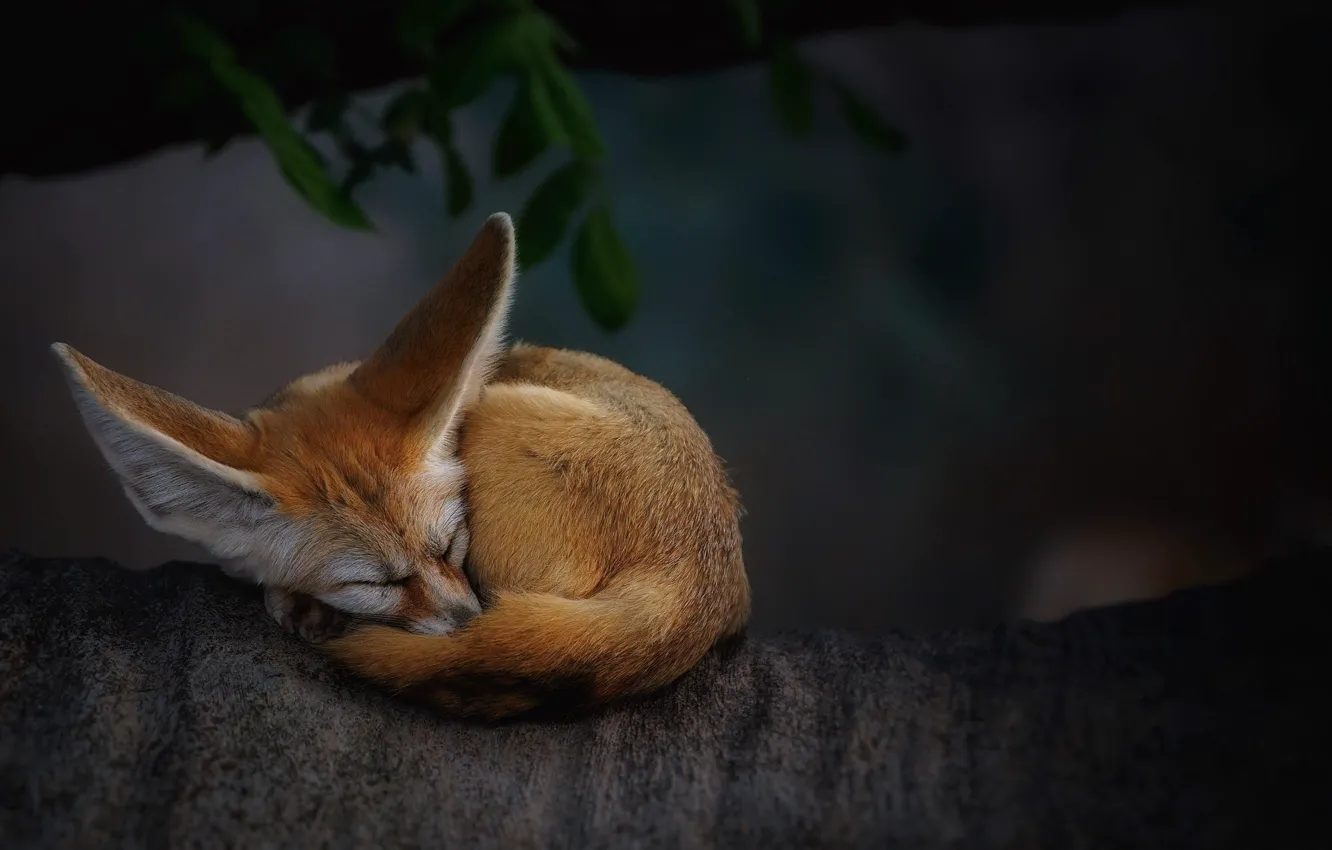 Photo wallpaper tree, animal, Fox, Fenech