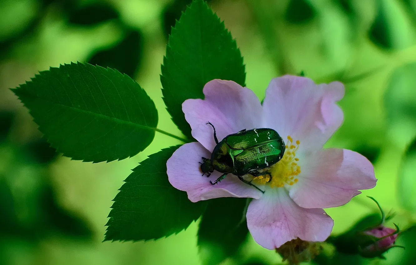 Photo wallpaper flower, summer, macro, green, background, pink, beetle, branch