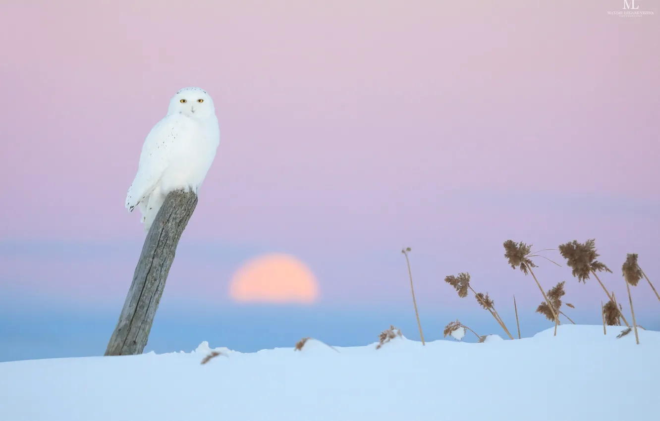 Photo wallpaper winter, owl, pink background