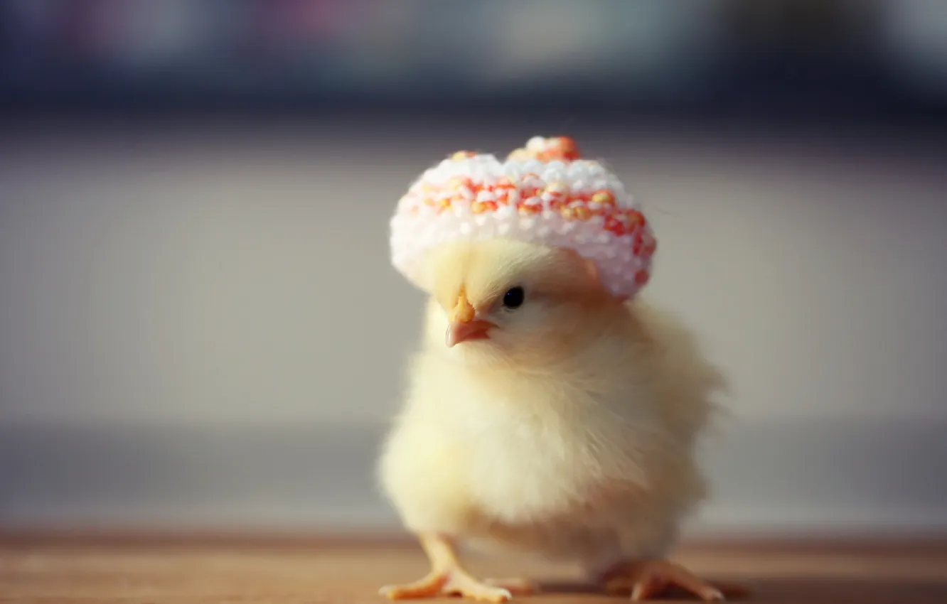 Photo wallpaper background, chickens, hat