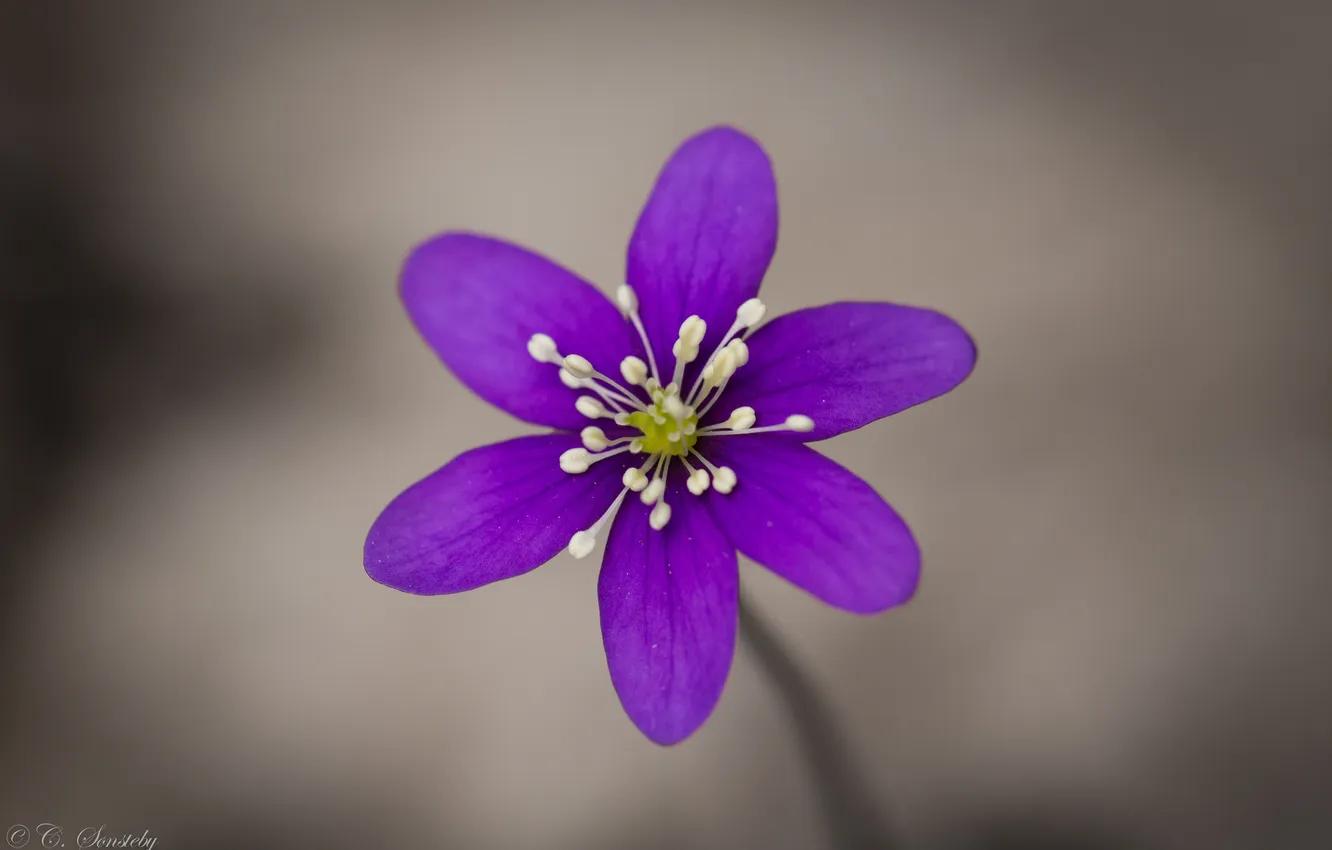 Photo wallpaper flower, purple, macro, lilac, focus, anemone, anemone, the coppice