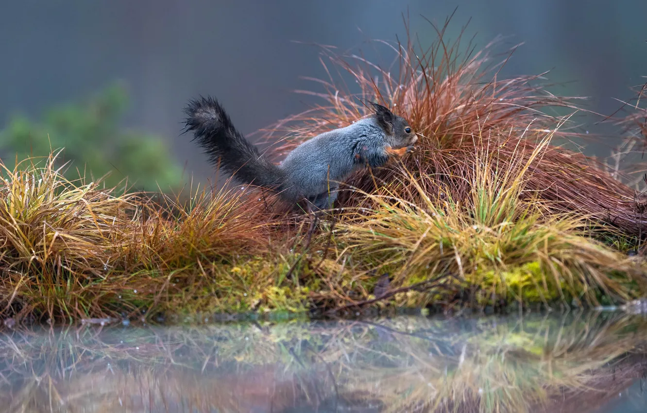 Photo wallpaper grass, shore, protein, pond