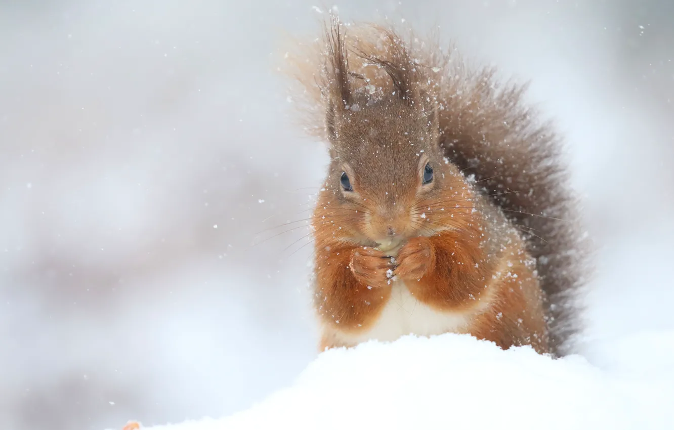 Photo wallpaper winter, snow, nature, protein, snowfall, coat, rodent