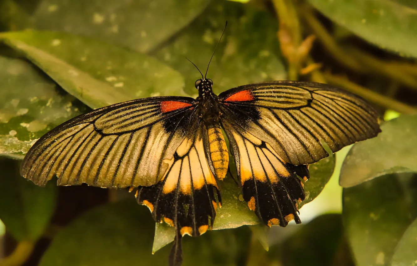 Photo wallpaper wings, butterfly, beautiful, close up
