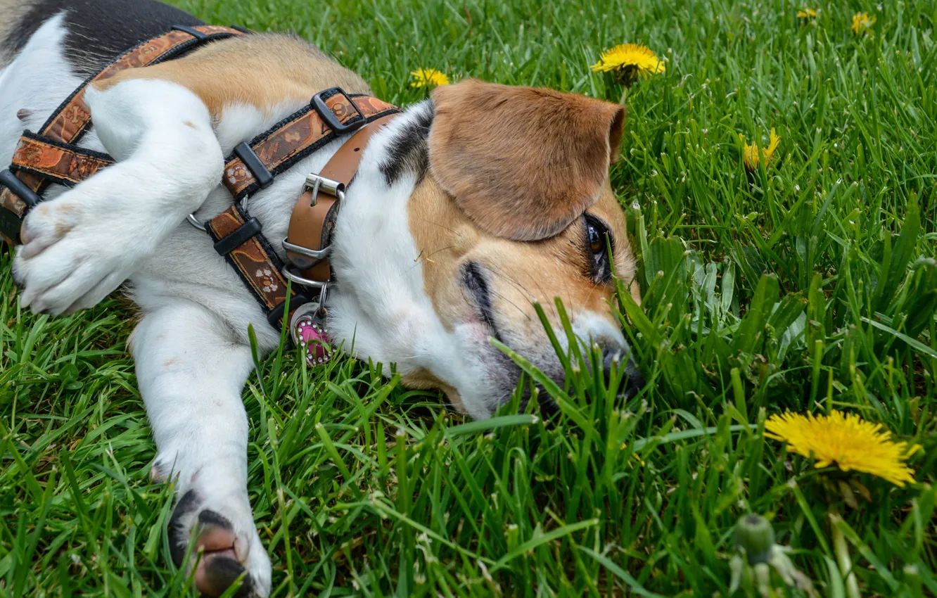 Photo wallpaper summer, grass, dog, lies, dandelions, by dashakern