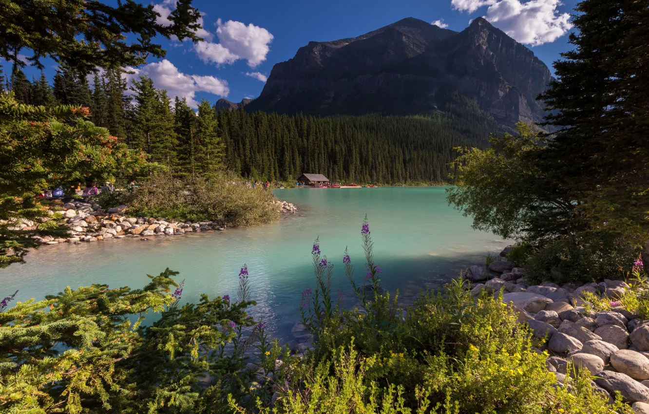 Photo wallpaper forest, summer, the sky, grass, the sun, clouds, trees, mountains
