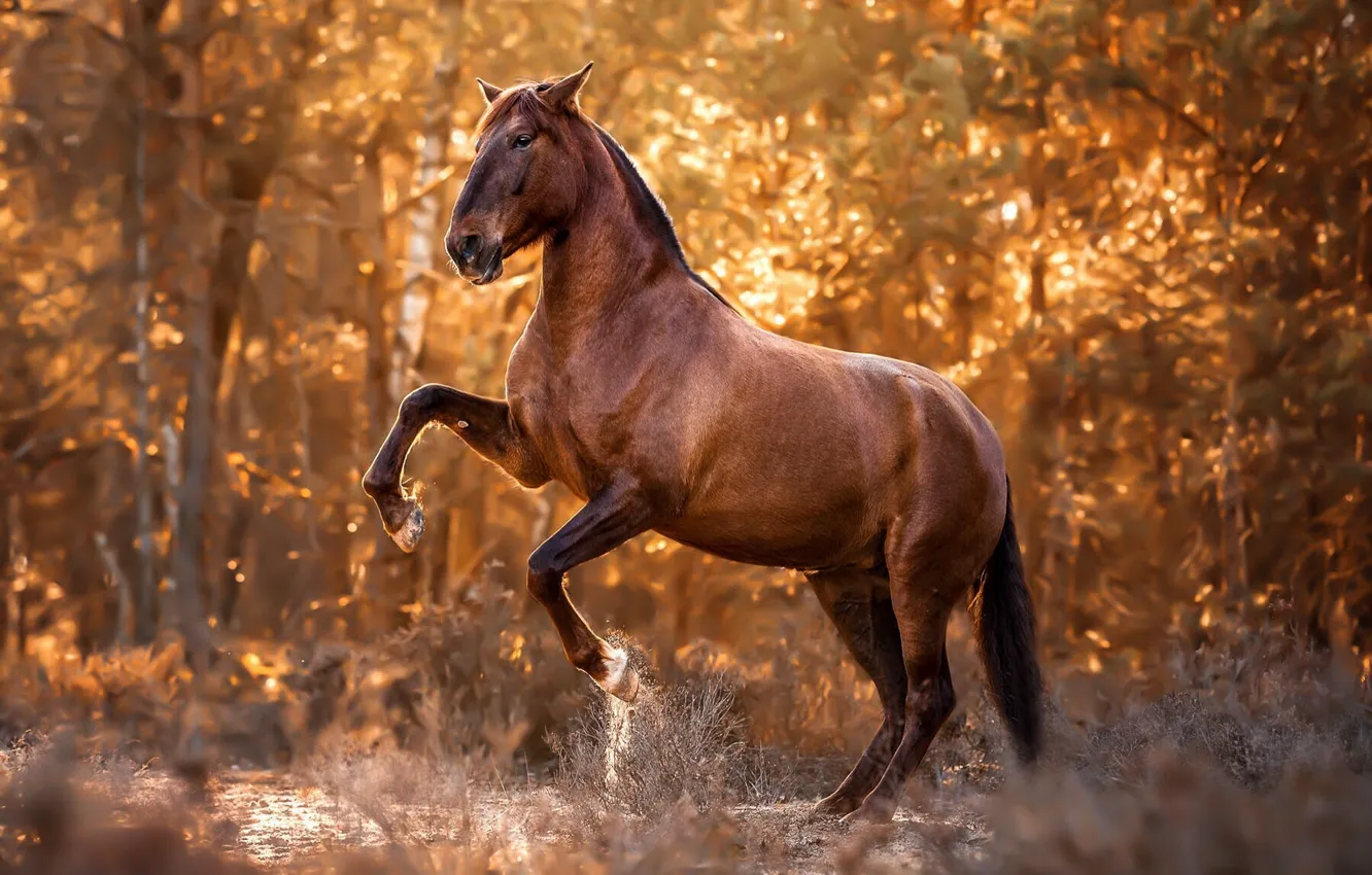 Photo wallpaper autumn, forest, grass, light, trees, branches, nature, pose