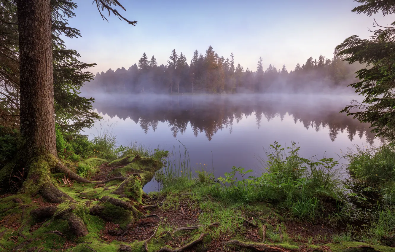 Photo wallpaper forest, fog, shore, pond