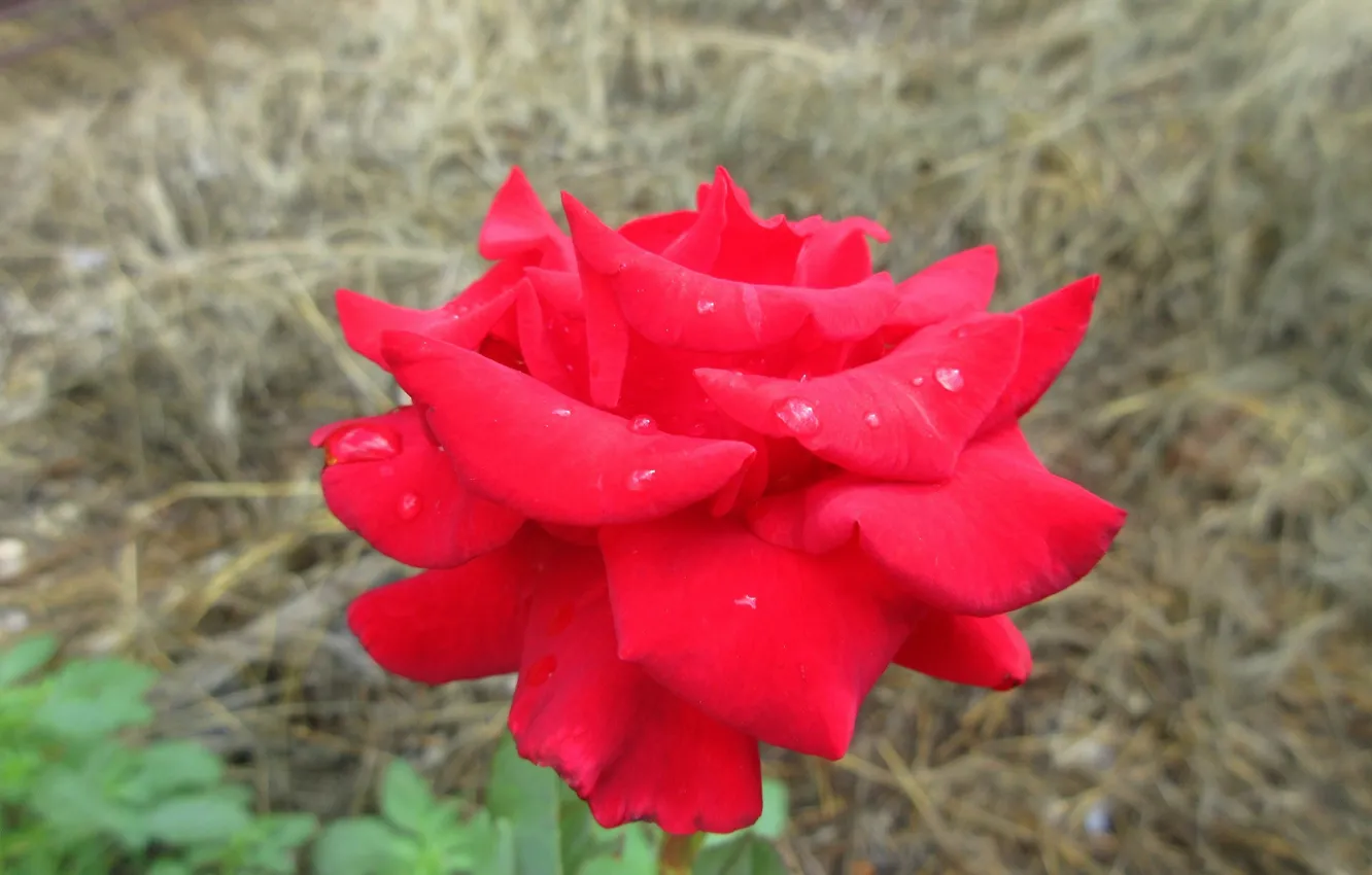 Photo wallpaper background, roses, Meduzanol ©, Summer 2018