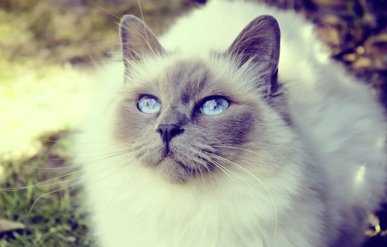 Photo wallpaper eyes, mustache, look, face, wool, painting