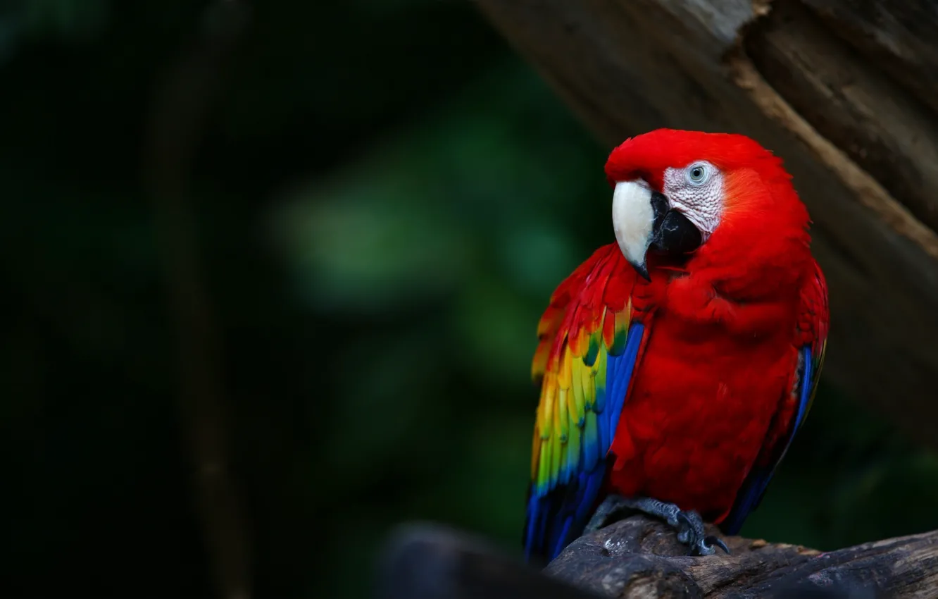 Photo wallpaper color, bird, feathers, beak, parrot, bright, parrot, colours
