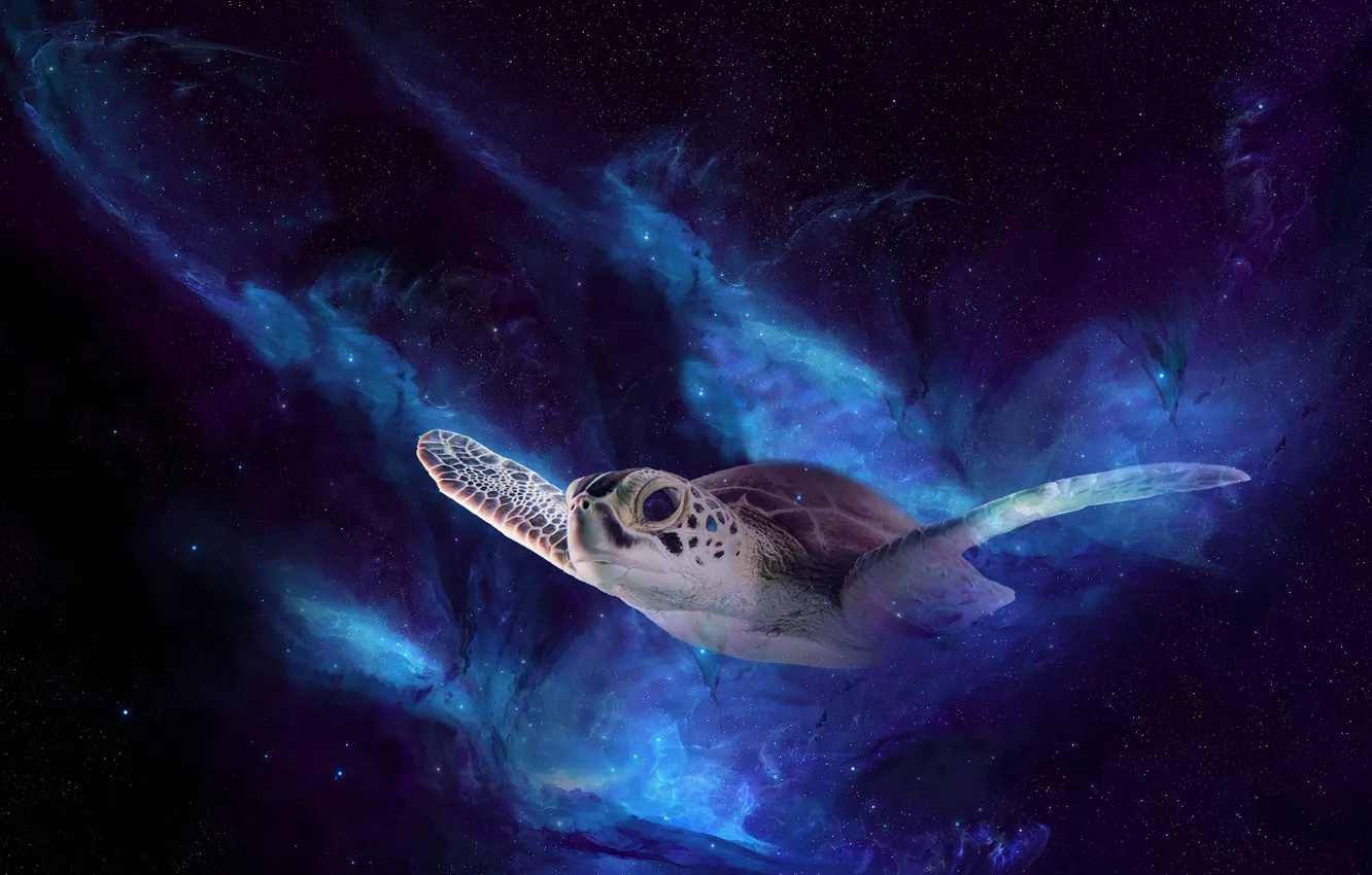 Photo wallpaper space, flight, night, rendering, turtle, sea turtle