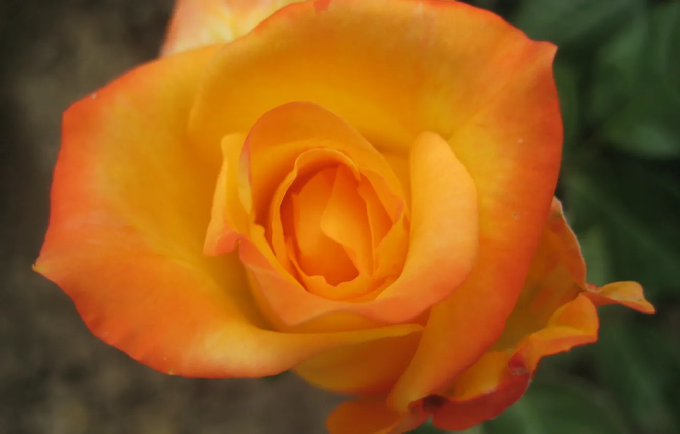 Photo wallpaper orange, roses, buds