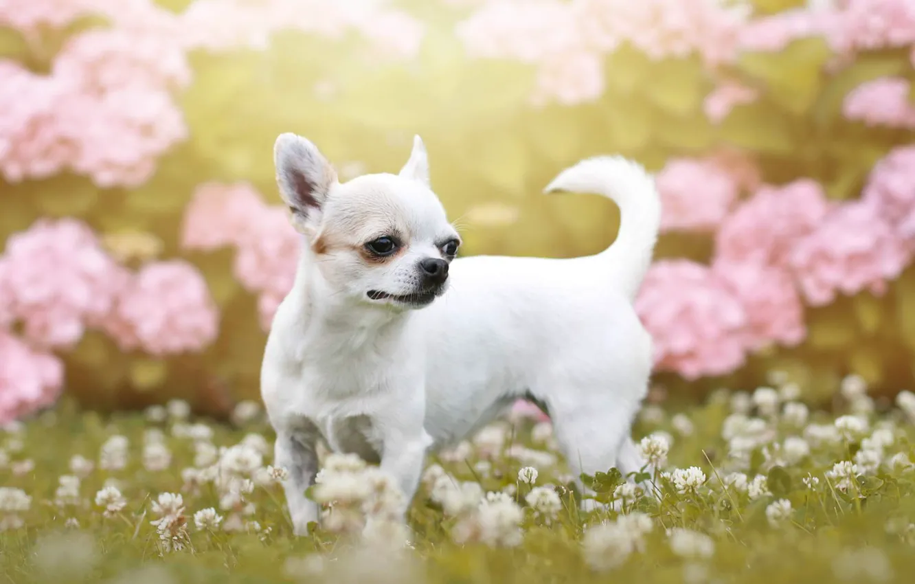 Photo wallpaper white, flowers, dog, Chihuahua, Chihuahua