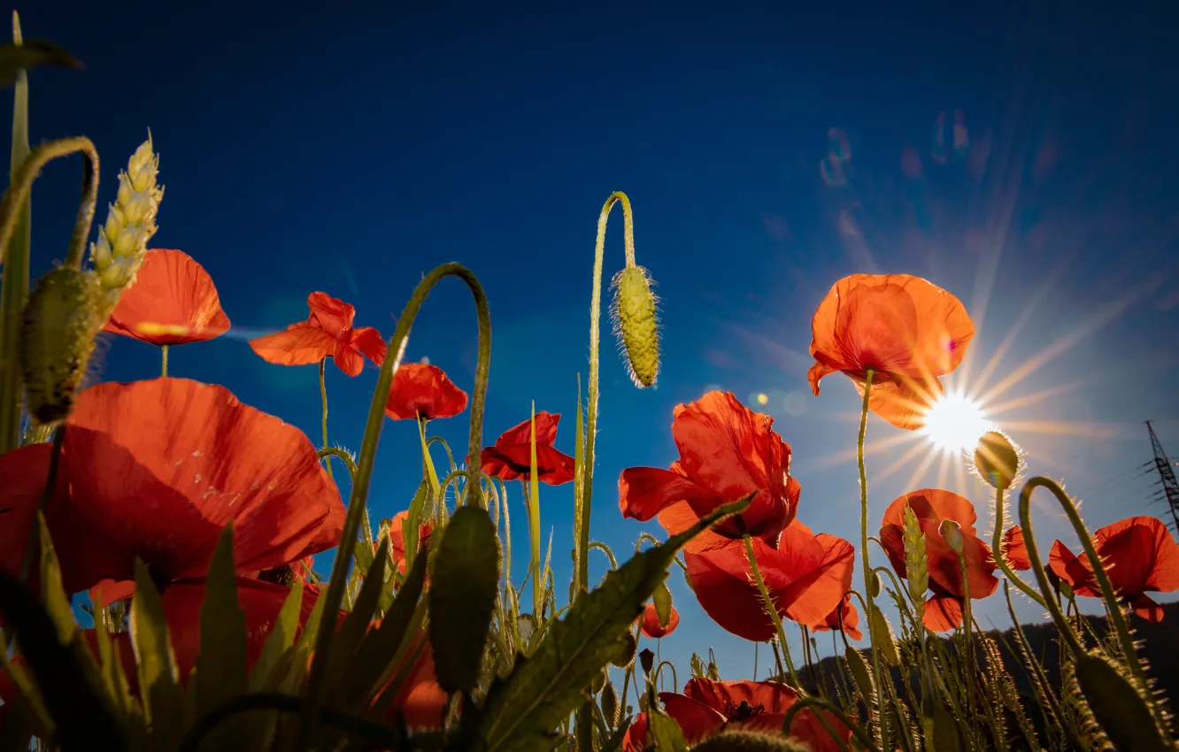 Photo wallpaper the sky, the sun, rays, light, flowers, red, blue, Maki