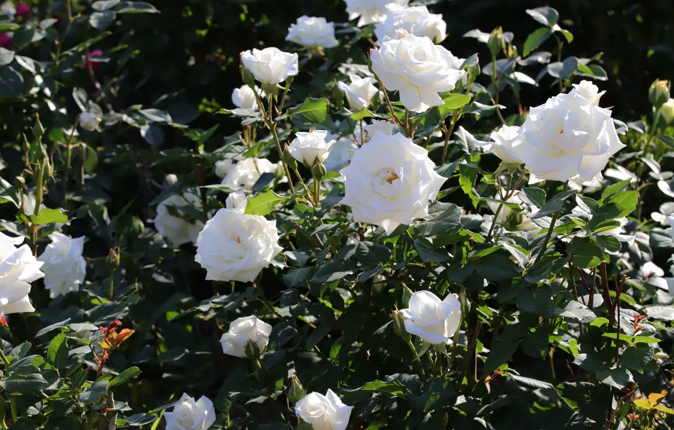 Photo wallpaper leaves, light, flowers, branches, roses, garden, white, flowering