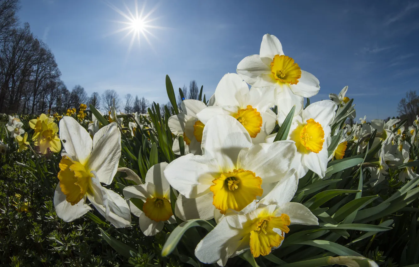 Photo wallpaper flowers, garden, white, daffodils, flowerbed, the sun, the sky, spring