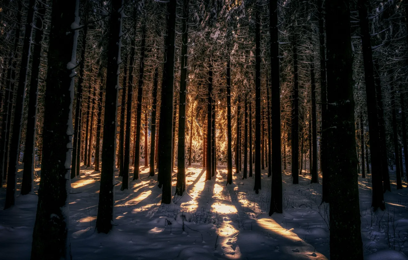 Photo wallpaper winter, forest, light, snow, night