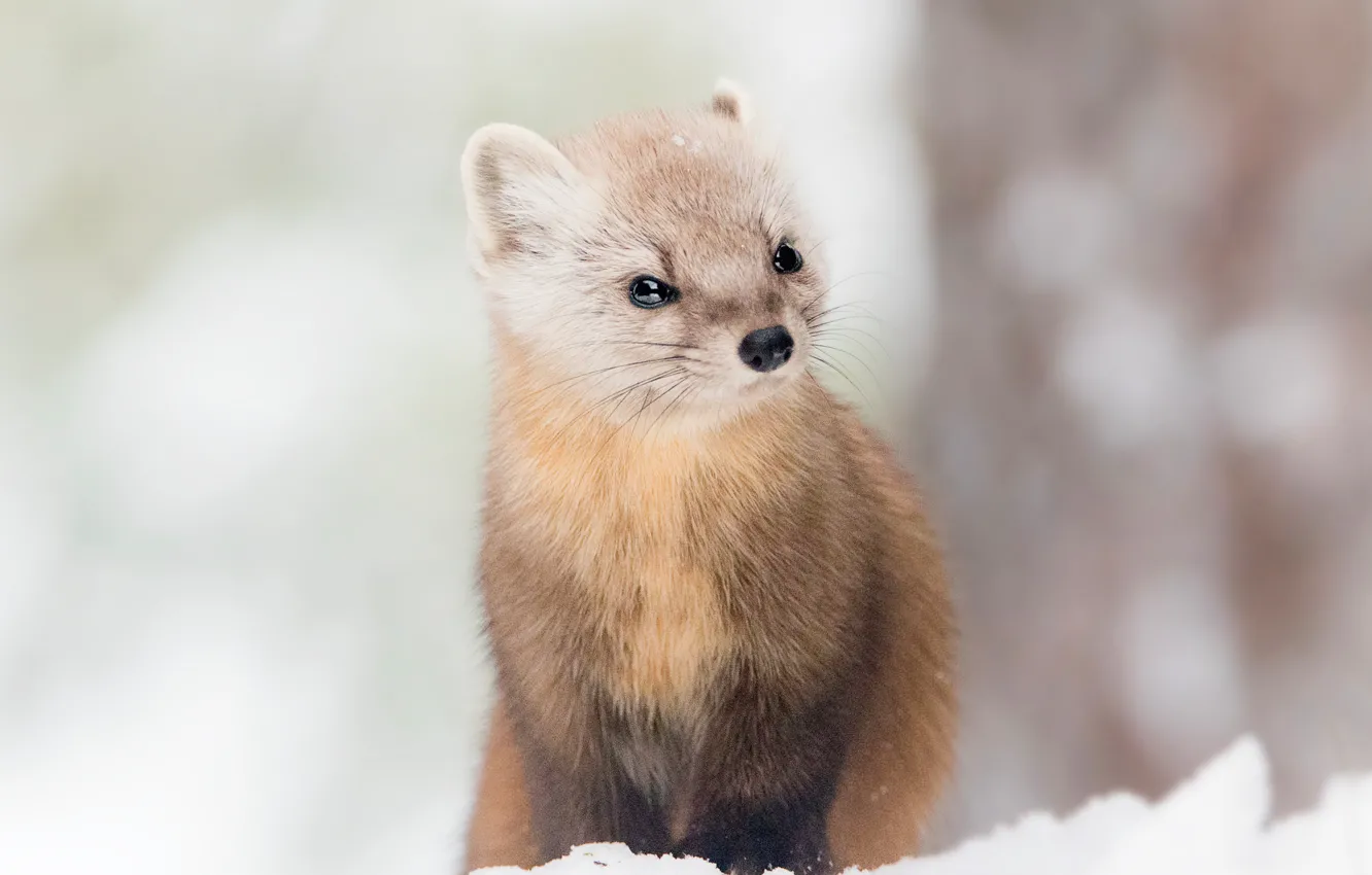 Photo wallpaper winter, look, snow, trees, portrait, muzzle, the snow, sitting