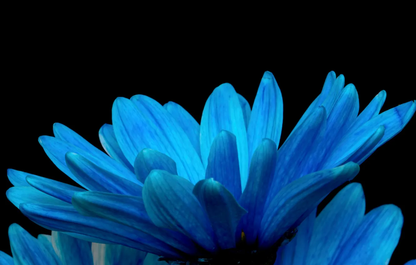 Photo wallpaper flowers, background, paint, petals