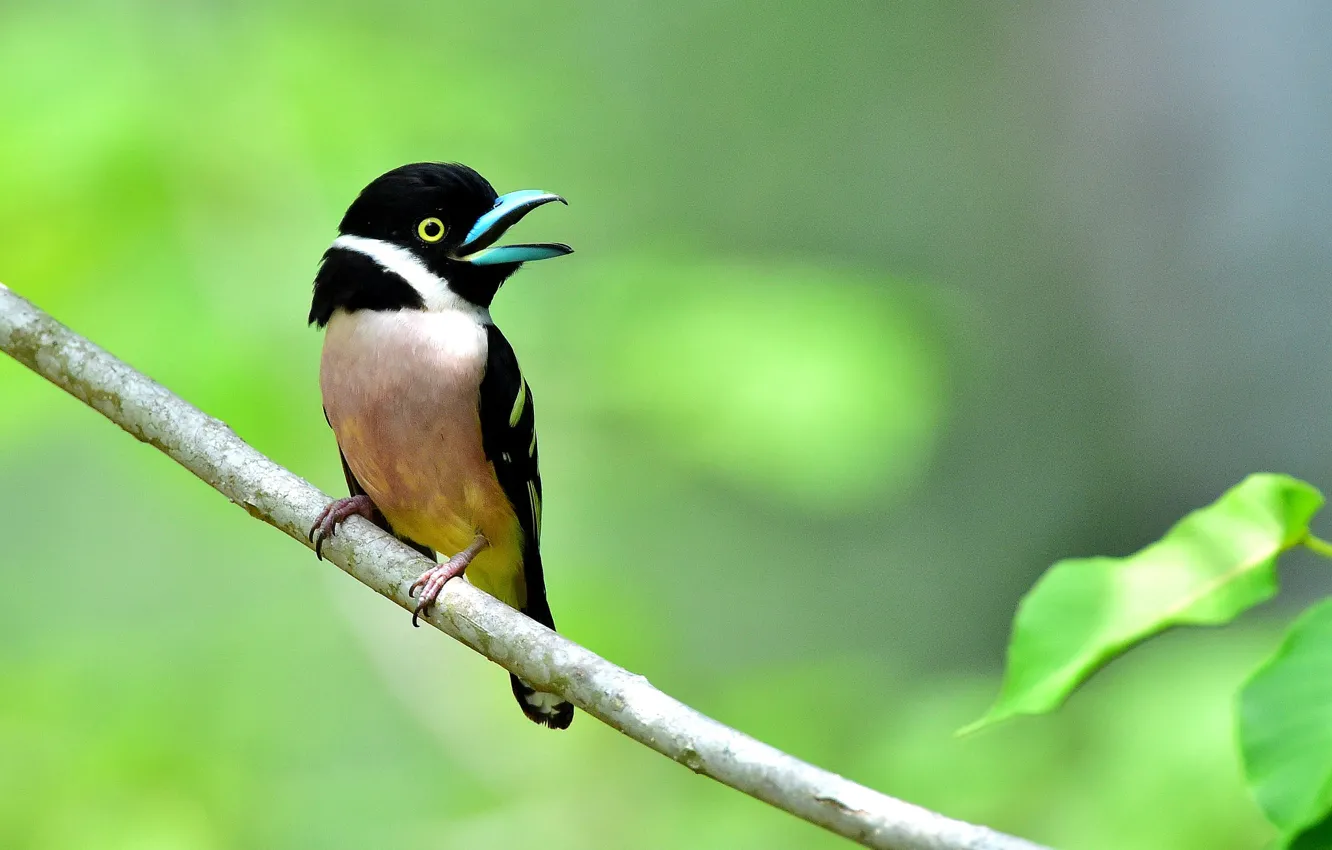 Photo wallpaper forest, bird, branch, wildlife, broadbill