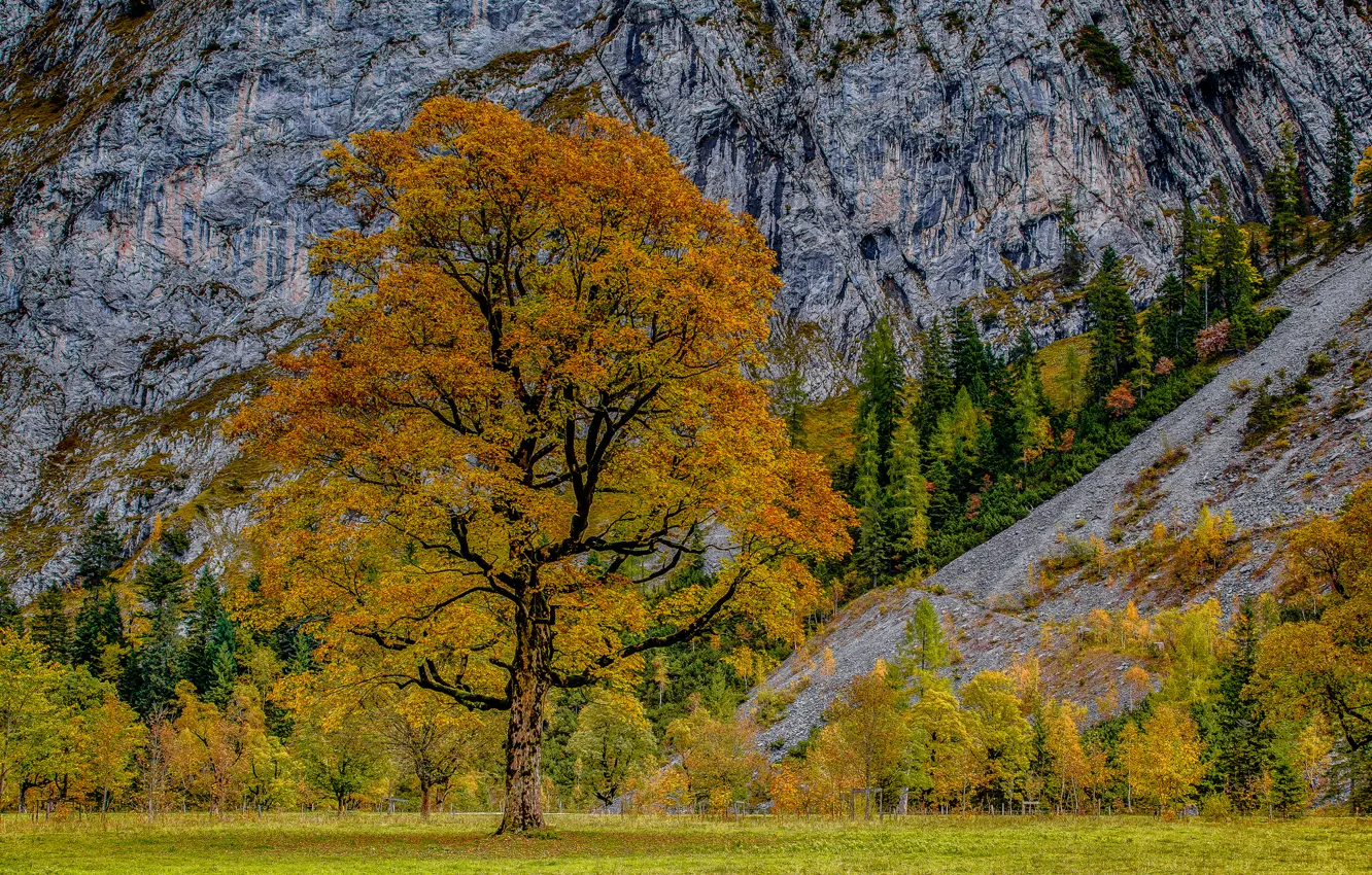 Photo wallpaper autumn, trees, mountains