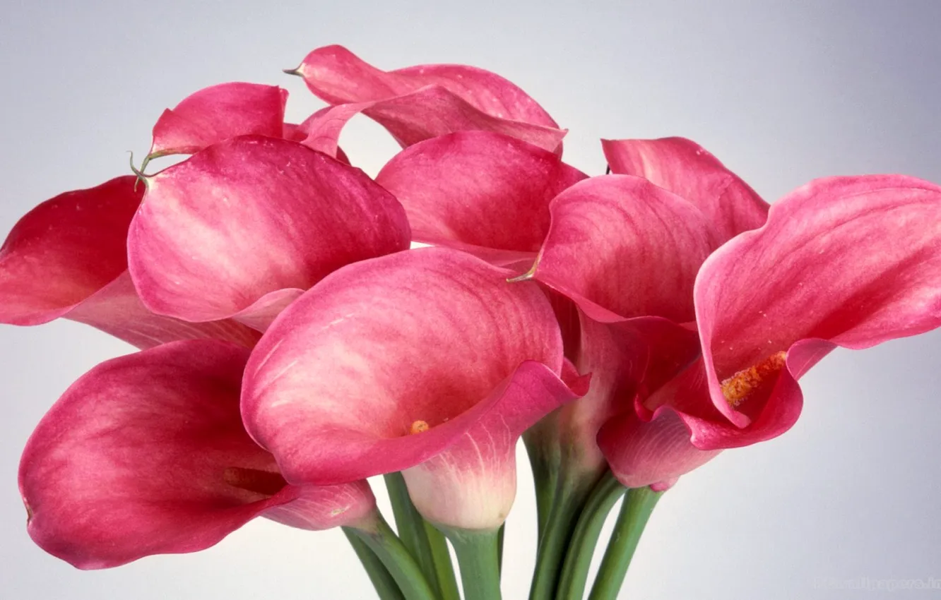 Photo wallpaper bouquet, petals, stem, Calla lilies