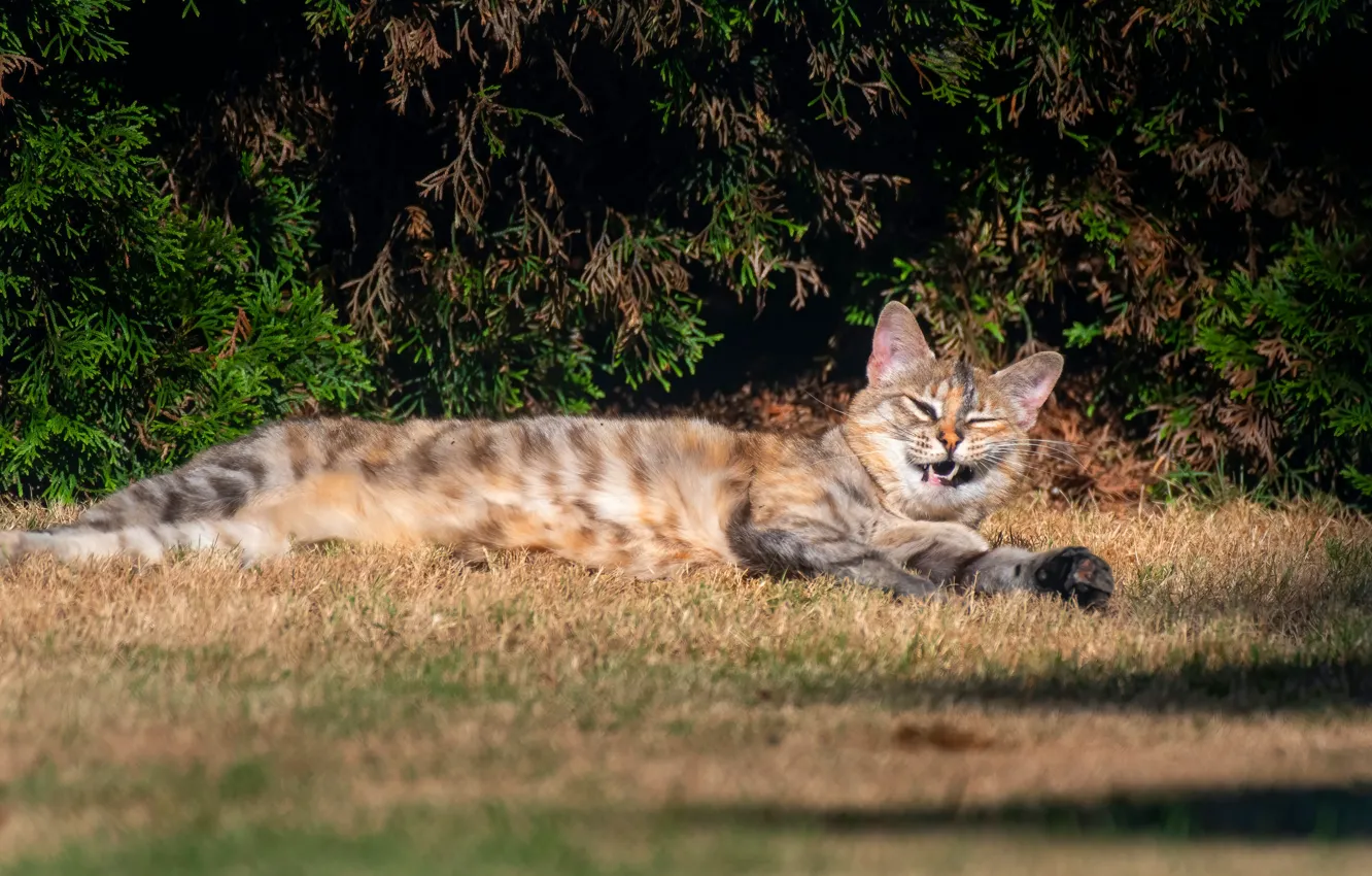 Photo wallpaper cat, cat, face, branches, nature, mouth, lies, needles
