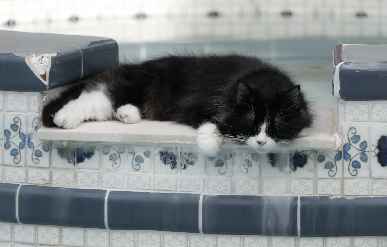 Photo wallpaper cat, cat, face, pose, black, tile, sleep, pool